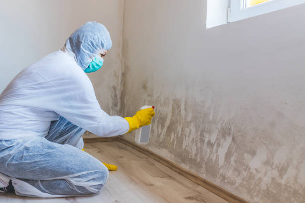 Licensed Mold Remediation service in Mill Creek, PA - WQB Mold Removal